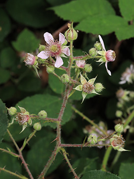 Rubus bombycinus