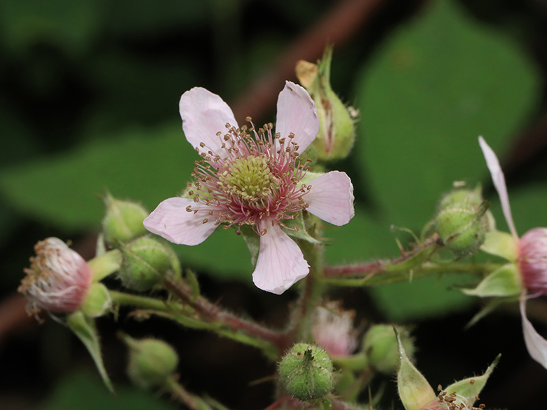 Rubus bombycinus