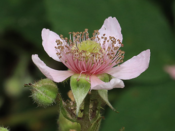 Rubus bombycinus