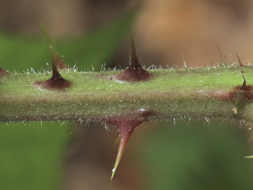 Rubus bombycinus