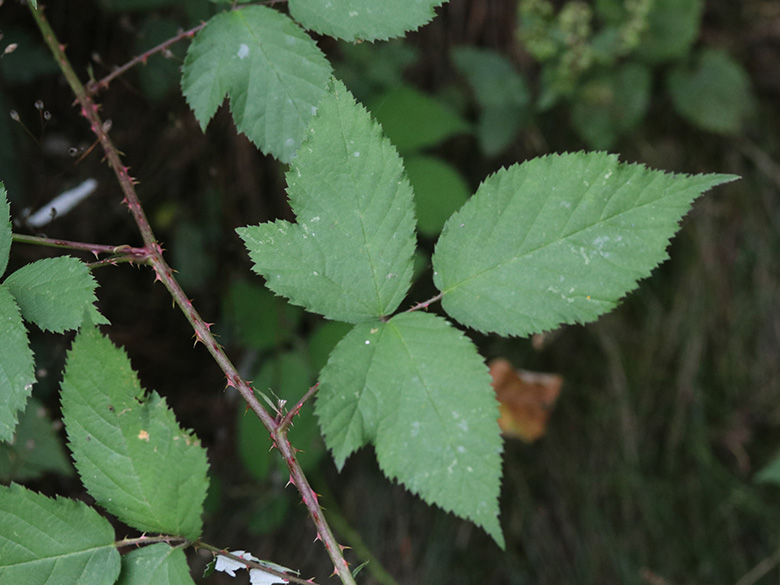 Rubus braeuckeri