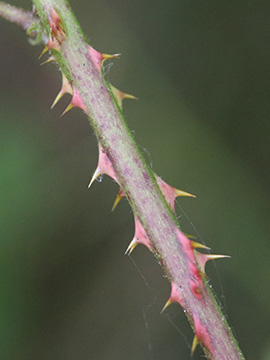 Rubus braeuckeri