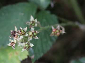 Rubus braeuckeri