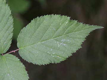 Rubus braeuckeri