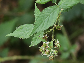 Rubus braeuckeri