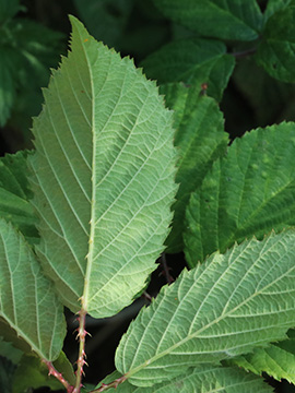 Rubus braeuckeri
