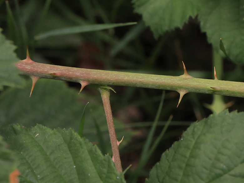 Rubus buescherianus