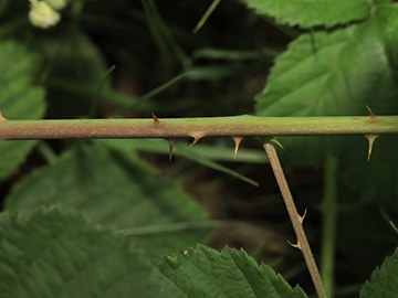 Rubus buescherianus