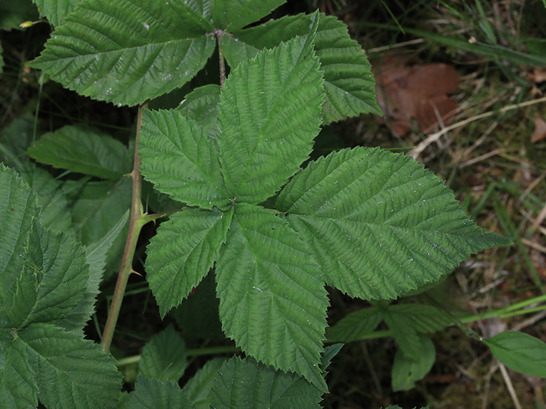 Rubus buescherianus