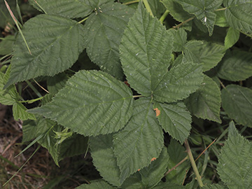 Rubus buescherianus