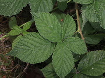 Rubus buescherianus