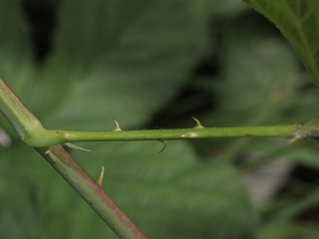 Rubus buescherianus