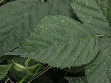 Rubus buescherianus