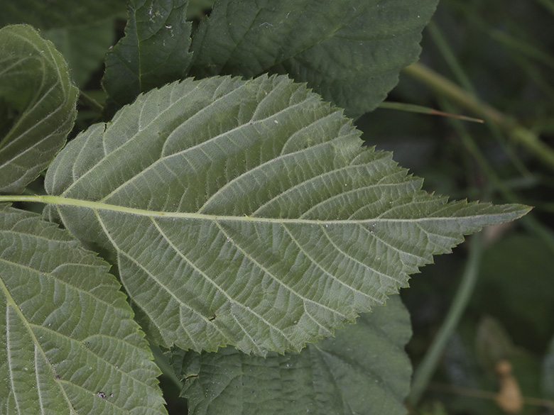 Rubus buescherianus