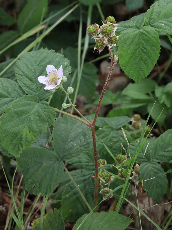 Rubus buescherianus