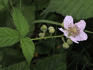 Rubus buescherianus
