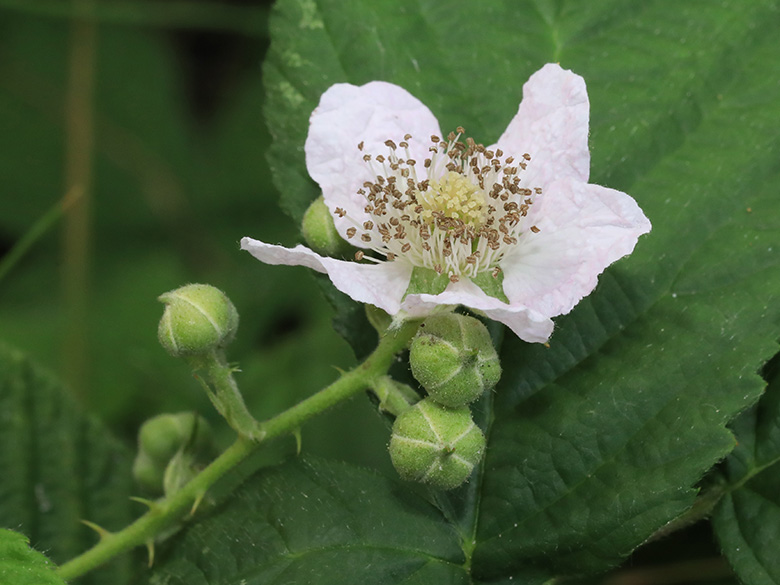 Rubus buescherianus