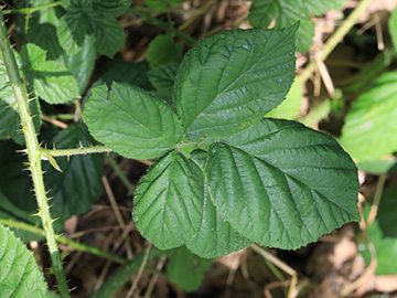 Rubus calvus
