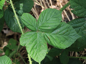 Rubus calvus