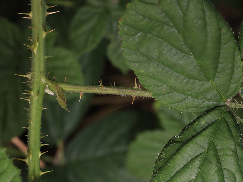 Rubus calvus
