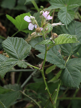 Rubus calvus