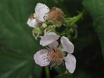 Rubus calvus
