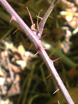 Rubus camptostachys