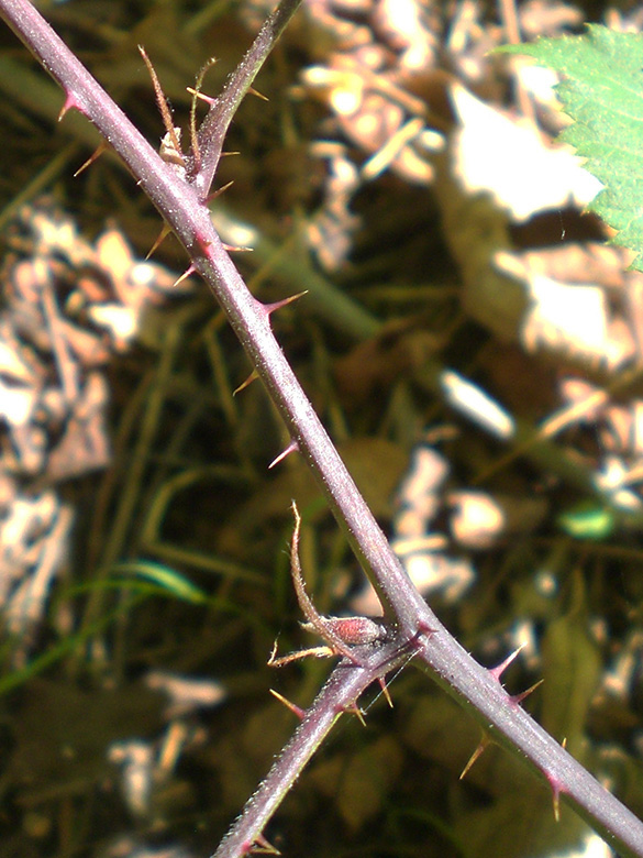 Rubus camptostachys