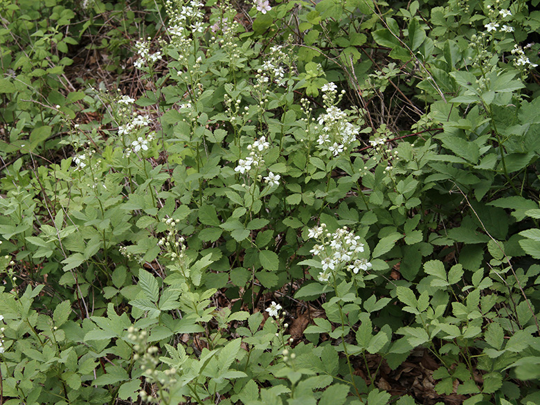 Rubus canescens