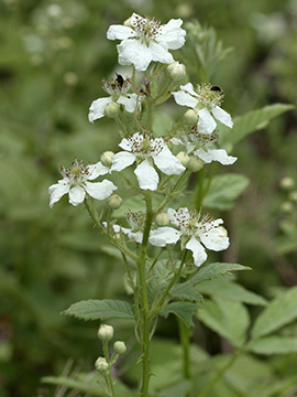 Rubus canescens