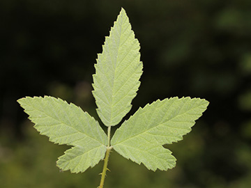 Rubus canescens