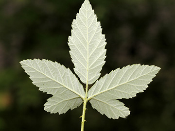 Rubus canescens