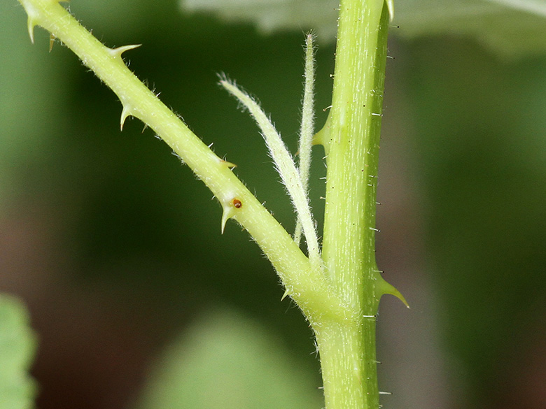Rubus canescens