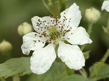 Rubus canescens