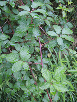 Rubus divaricatus