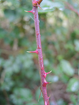 Rubus divaricatus