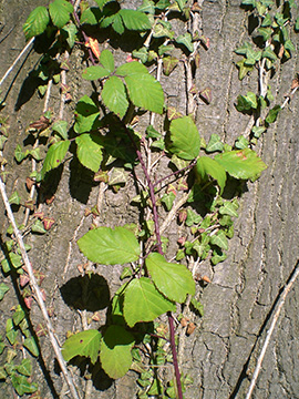 Rubus elegantispinosus