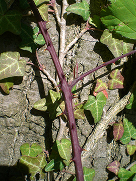 Rubus elegantispinosus