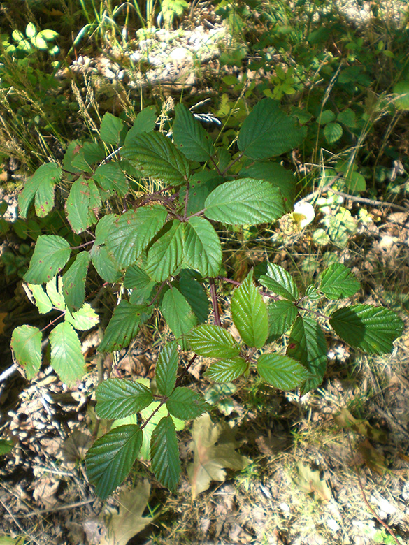 Rubus elegantispinosus