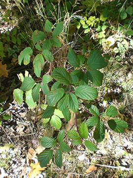 Rubus elegantispinosus