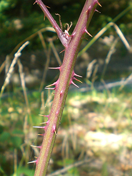 Rubus elegantispinosus
