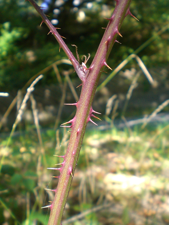 Rubus elegantispinosus