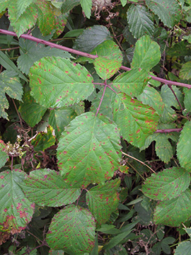 Rubus elegantispinosus