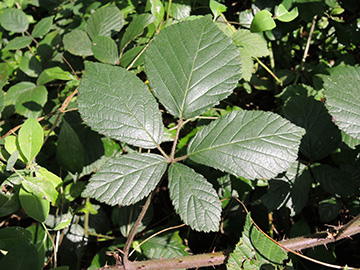 Rubus foliosus