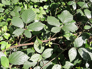 Rubus foliosus
