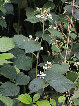 Rubus foliosus