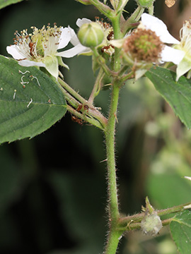 Rubus foliosus