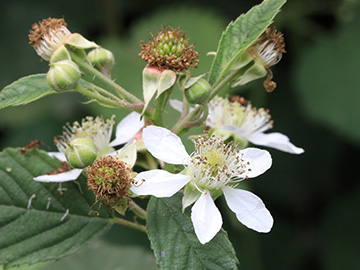 Rubus foliosus