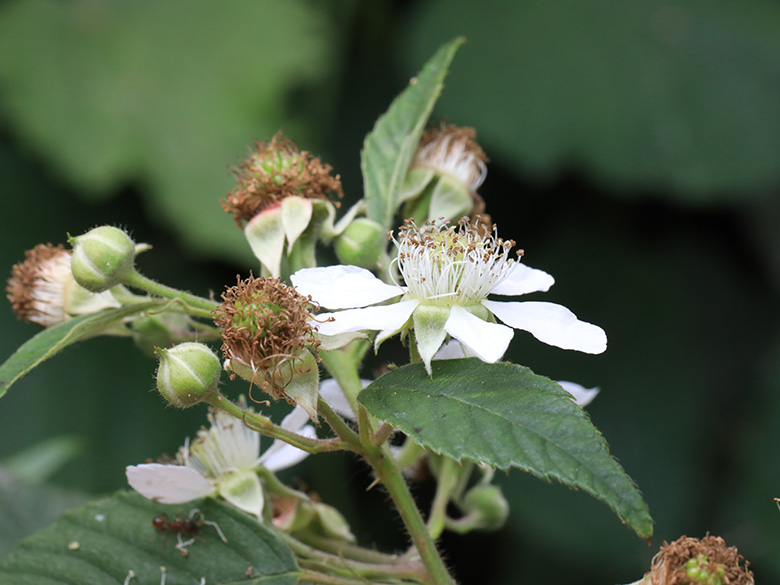 Rubus foliosus