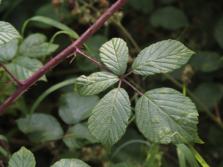 Rubus foliosus